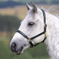 Velociti Gara Ragley Lined Leather Headcollar  