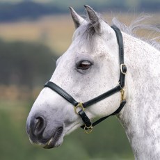 Velociti Gara Ragley Lined Leather Headcollar   Velociti Gara Ragley Lined Leather Headcollar