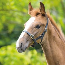 Velociti Gara Foal/Yearling Adjustable Leather Headcollar