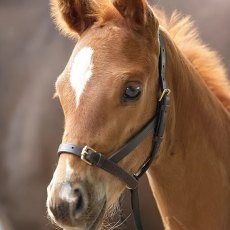 Velociti Gara Leather Foal Slip