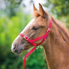 Shires Foal Slip