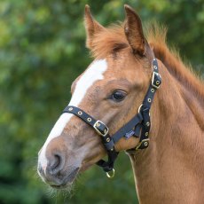 Shires Foal Headcollar