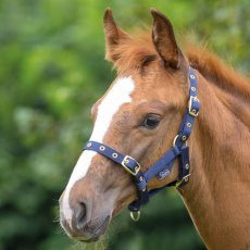 Shires Foal Headcollar