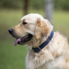 Shires Digby & Fox Tweed Dog Collar