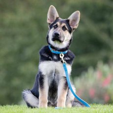 Shires Digby & Fox Padded Leather Dog Lead