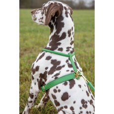 Shires Digby & Fox Rolled Leather Dog Harness