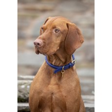 Shires Digby & Fox Rolled Leather Dog Collar Shires Digby & Fox Rolled Leather Dog Collar