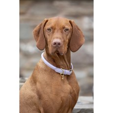Shires Digby & Fox Rolled Leather Dog Collar Shires Digby & Fox Rolled Leather Dog Collar