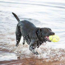 KONG Airdog Squeaker Football KONG Airdog Squeaker Football
