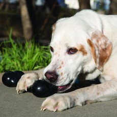 KONG Extreme Goodie Bone KONG Extreme Goodie Bone