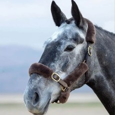 Arma SupaFleece Halter Fleeces Arma SupaFleece Halter Fleeces