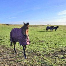 Whitaker Thistle 100g Turnout Rug