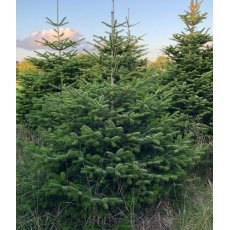 Nordmann Fir 4 ft Fresh Christmas Tree