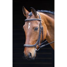 Salisbury Berkeley Bridle