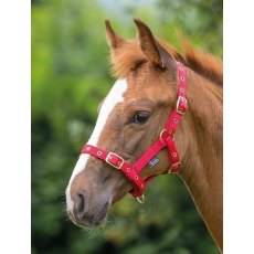 Foal Headcollar