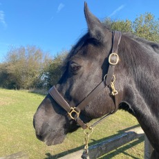 Townfields Bicton Leather Padded Headcollar Townfields Bicton Leather Padded Headcollar