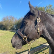 Townfields Bicton Leather Padded Headcollar