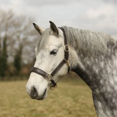 Townfields Bicton Leather Padded Headcollar