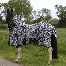 zebra fly 