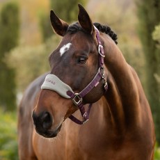 damson headcollar