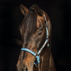 Horseware® Rambo® Fieldsafe® Headcollar