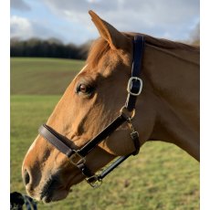 Townfields Essential Padded Leather Headcollar