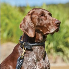 Weatherbeeta Rolled Leather Dog Collar Weatherbeeta Rolled Leather Dog Collar