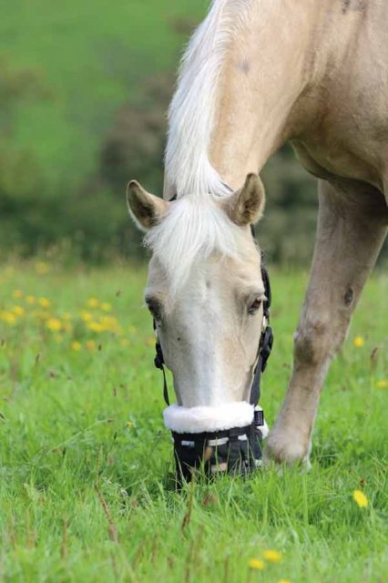 Shires Shires Deluxe Comfort Grazing Muzzle