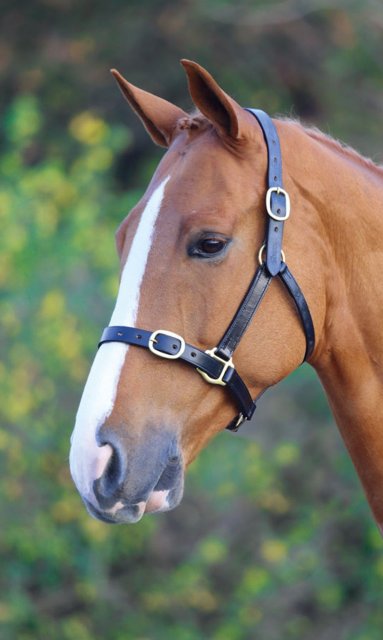 Velociti Gara Velociti Gara Fully Adjustable Leather Headcollar