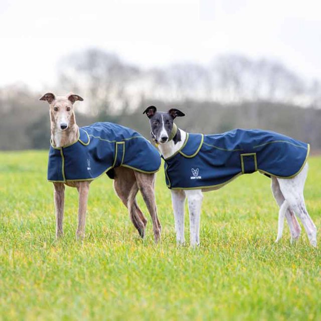 Digby & Fox  Shires Digby & Fox Softshell Greyhound Coat