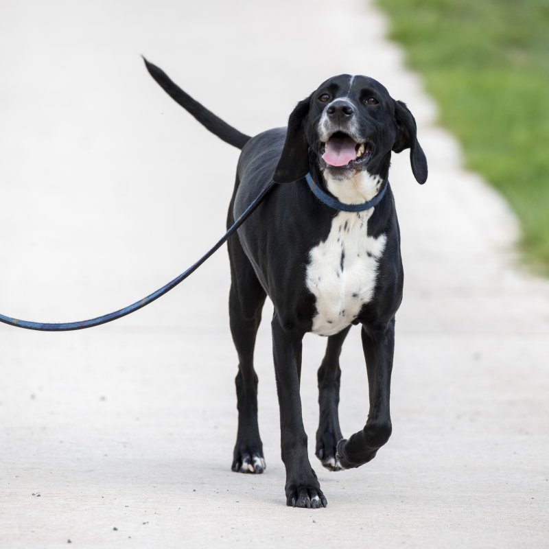 Digby & Fox  Shires Digby & Fox Tweed Dog Lead