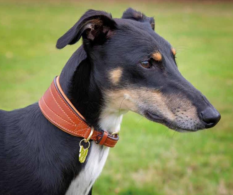Shires Padded Greyhound Collar Shires Padded Greyhound Collar