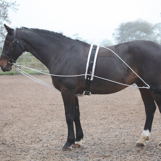 Shires Shires Lunging Aid