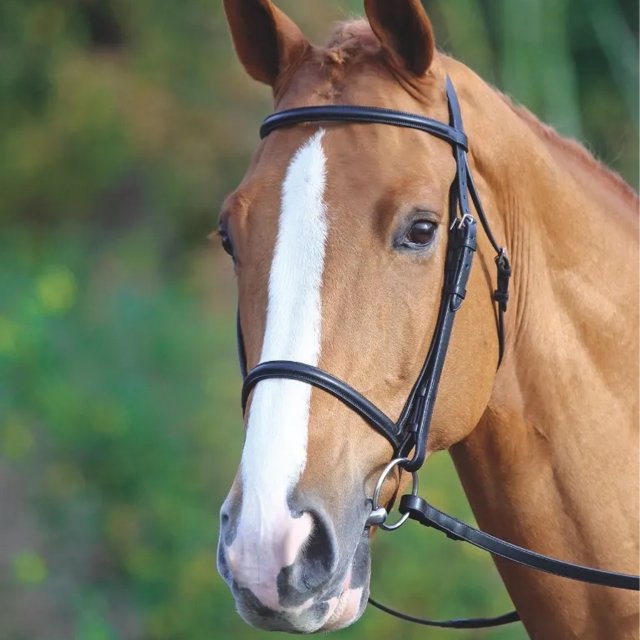 Velociti Gara Gara Raised Cavesson Bridle