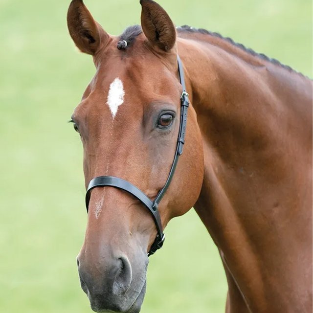 Velociti Gara Gara Cavesson Noseband