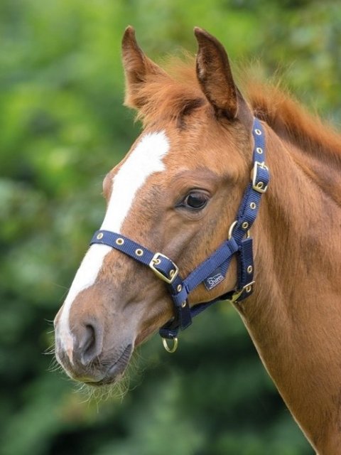 Foal Headcollar