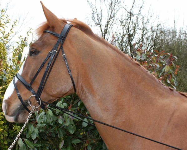 John Whitaker International John Whitaker Elastic Training Rein