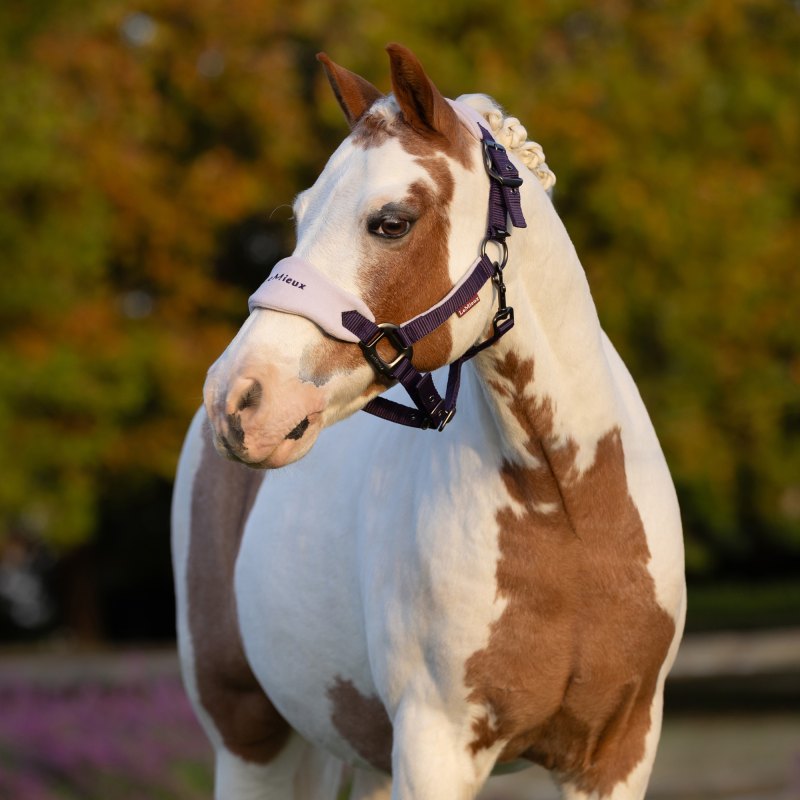 mini headcollar 