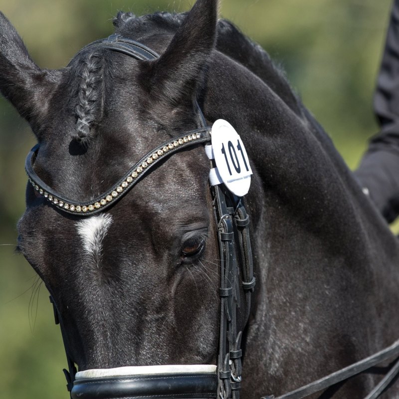 Equetech Bridle Competition Numbers Equetech Bridle Competition Numbers