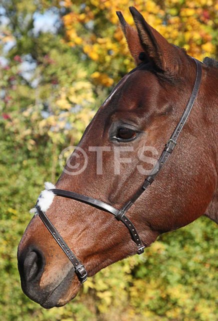 Townfields Saddlers Leatherwork Townfields Grackle Noseband