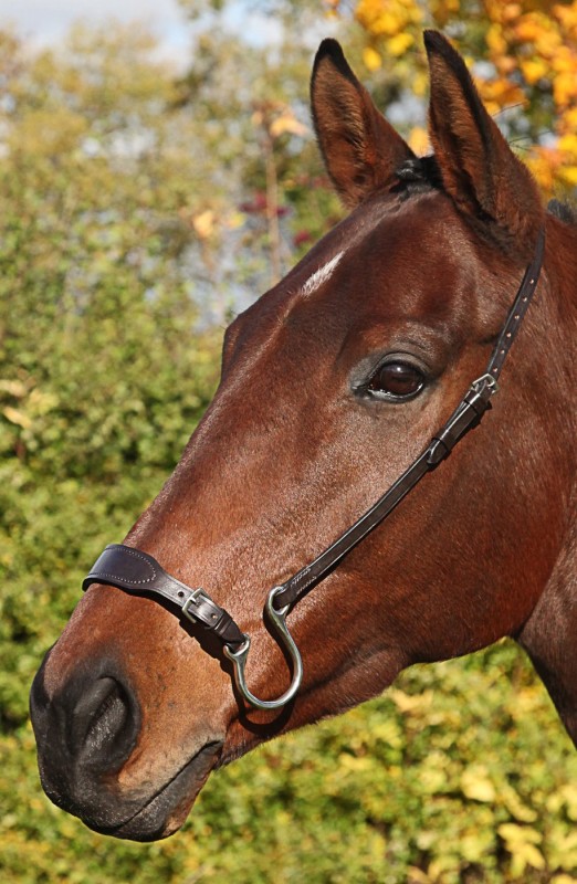 Kineton Noseband Kineton Noseband