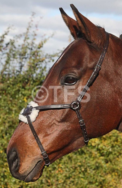 Townfields Spanish Grackle Noseband Townfields Spanish Grackle Noseband