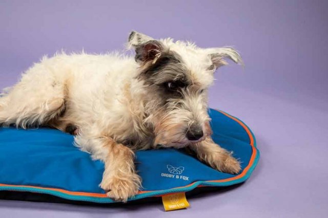 Digby & Fox  Shires Digby and Fox Waterproof Dog Cushion