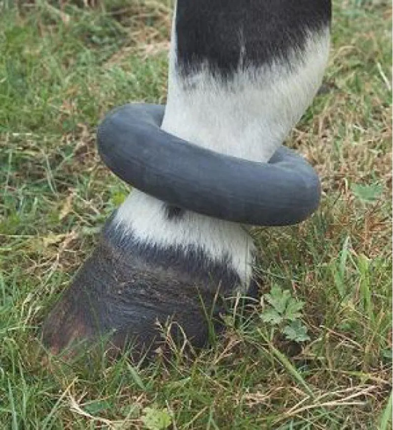 Townfields Fetlock Ring Sausage Boot in Black-1