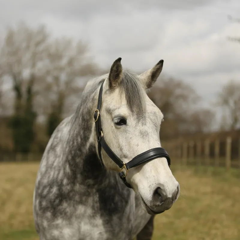 Townfields Leatherwork Bicton Leather Padded Headcollar in Black