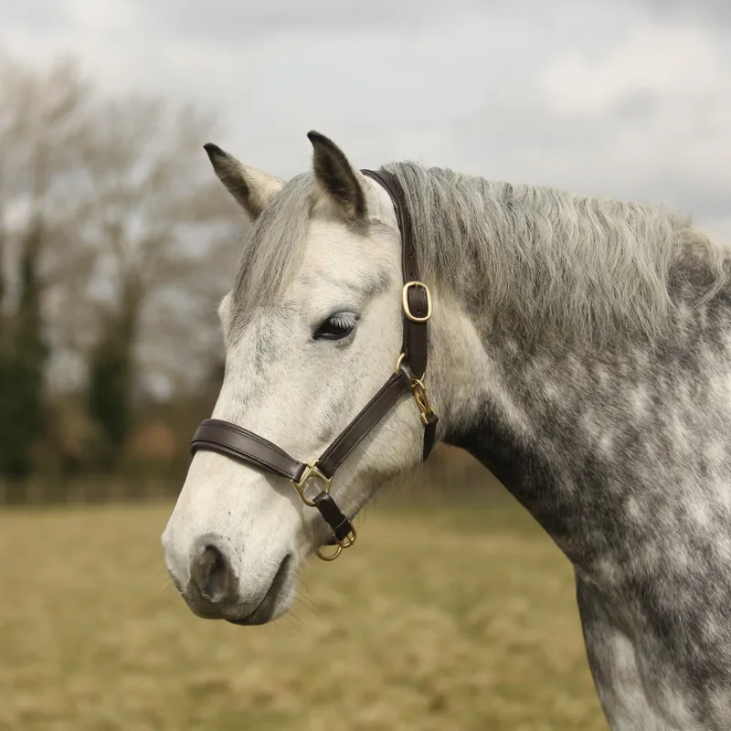 Townfields Leatherwork Bicton Leather Padded Headcollar in Brown-1