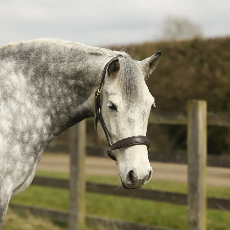 Townfields Leatherwork Bicton Leather Padded Headcollar in Brown-2