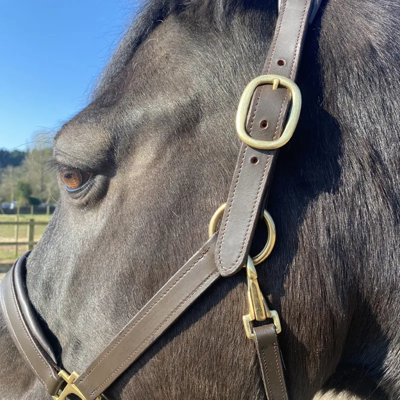 Townfields Leatherwork Bicton Leather Padded Headcollar in Brown-3