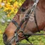 Townfields Leatherwork Flat Nose Hunt Weymouth Bridle in Black