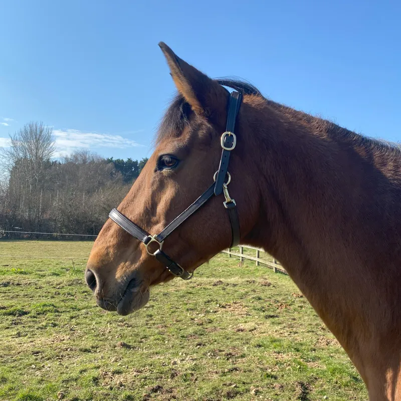 Townfields Leatherwork Harewood Padded Leather Headcollar in Black